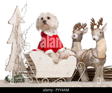 Maltese, 1 year old, in Christmas sleigh in front of white background Stock Photo