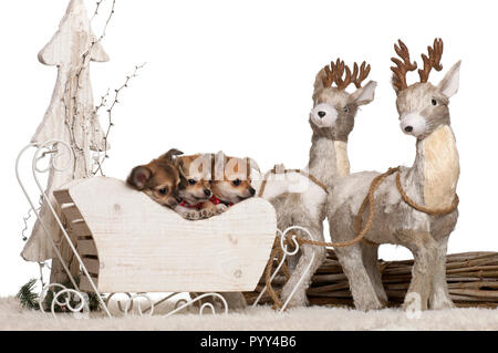 Chihuahua puppies, 2 months old, in Christmas sleigh in front of white background Stock Photo