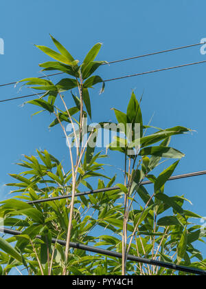 Some sort of garden bamboo species growing up through overhead rural electricity and telephone landline wires, set against clear blue sky. Stock Photo