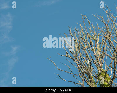 Lichen covered branches and twigs of a dead tree covered with Ivy / Hedera helix, set against a clear blue sky. Stock Photo