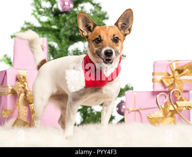 Jack Russell Terrier standing and wearing a Christmas scarf in front of Christmas decorations against white background Stock Photo