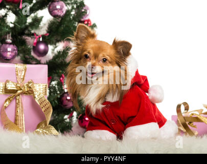 Chihuahua sitting and wearing a Christmas suit in front of Christmas decorations against white background Stock Photo