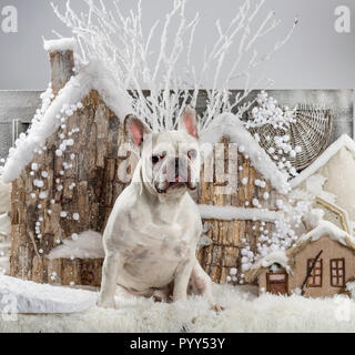 French Bulldog in front of a Christmas scenery Stock Photo