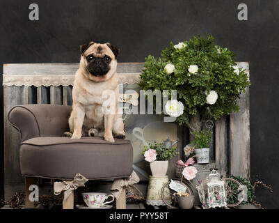 Pug in front of a rustic background Stock Photo