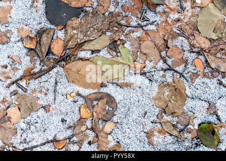 Dried and frozen alder tree leaves on the ground Stock Photo