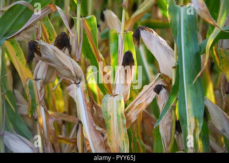 Ripe corn on the cob maize plant field crop ready for harvest. Brittany, Normandy France Stock Photo