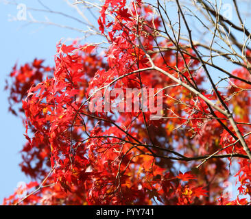 Japanese maple leaves taken at The Philosopher's Walk in Kyoto during Autumn Stock Photo