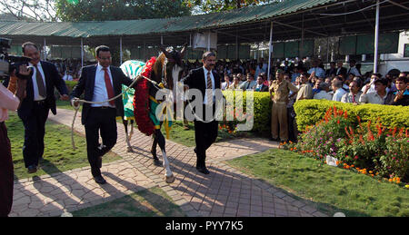 Winning horse at Mahalaxmi Race Course, Mumbai, Maharashtra, India, Asia Stock Photo