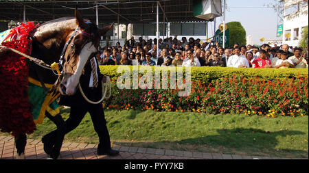 Winning horse at Mahalaxmi Race Course, Mumbai, Maharashtra, India, Asia Stock Photo