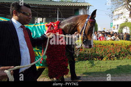 Winning horse at Mahalaxmi Race Course, Mumbai, Maharashtra, India, Asia Stock Photo