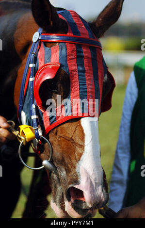 Winning horse, Mahalaxmi Race Course, Mumbai, Maharashtra, India, Asia Stock Photo