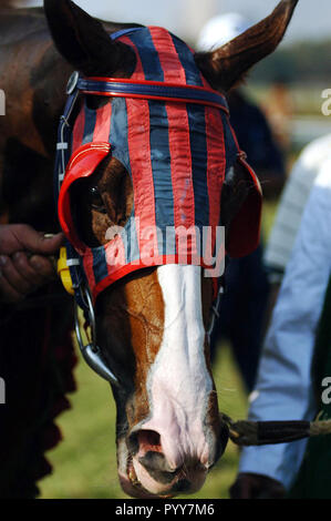 Winning horse, Mahalaxmi Race Course, Mumbai, Maharashtra, India, Asia Stock Photo