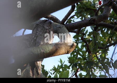 Pair of Tawny Frogmouths Owls (Podargus Strigoides) Huddled on Branch of Poinciana Tree (Delonix Regia), Gold Coast, Australia Stock Photo