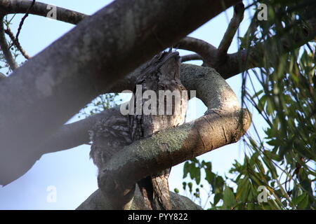 Pair of Tawny Frogmouths Owls (Podargus Strigoides) Huddled on Branch of Poinciana Tree (Delonix Regia), Gold Coast, Australia Stock Photo
