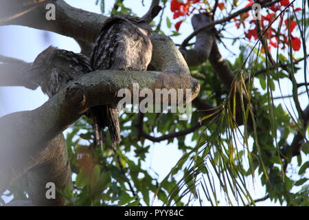 Pair of Tawny Frogmouths Owls (Podargus Strigoides) Huddled on Branch of Poinciana Tree (Delonix Regia), Gold Coast, Australia Stock Photo