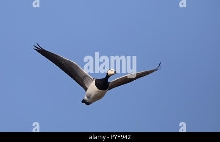 Flying goose / Barnacle goose (Branta leucopsis) Stock Photo