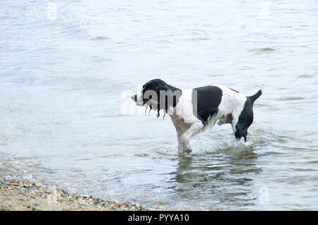The dog breed Russian spaniel bathes in the sea. Stock Photo