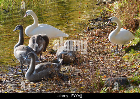 Family of beautiful white swans relaxing by the lake with young grey cygnets between reed plants Stock Photo