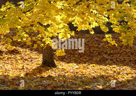Beautiful maple tree with yellow autumn leaves in the sun Stock Photo