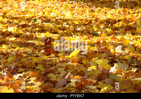 Beautiful carpet of colored maple leaves in Autumn Stock Photo