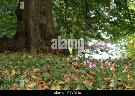 Wild pretty pink flowers by a tree Stock Photo