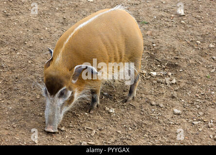 Red River Hog or Africasn Bush pig (Potomocherus Porcus) Stock Photo