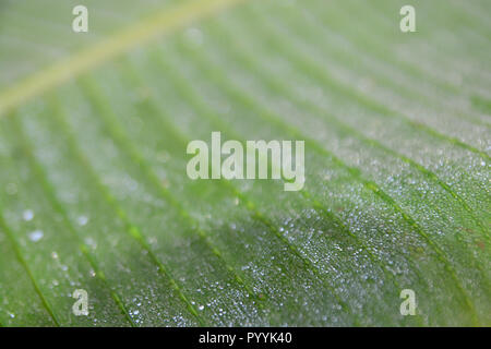 Abstract Drops Of Water On Banana Leaf Background. ** note  select focus with shallow depth of field Stock Photo