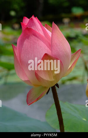 Lotus flower, rare flower. Ancient flower. Symbol of purity. Symbol of Buddhism, Nelumbo, Lotus orehonosny, Species listed in the Red book, Nelumbo nu Stock Photo