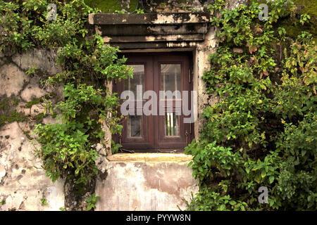 A beautiful picture of an old brick wall with a frame of a window laid with bricks overgrown with green ivy plants Stock Photo