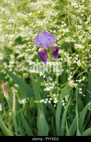 Iris flower in green garden closeup photo Stock Photo