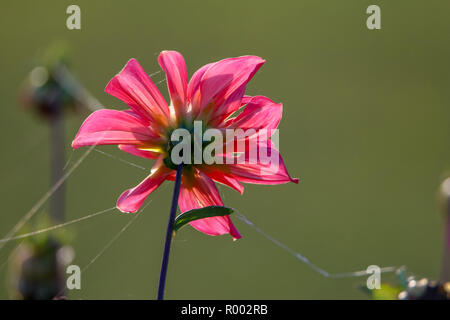 Background with  pink dahlia and spider web. Dahlia is tuberous-rooted plant of daisy family, which is cultivated for its brightly coloured single or  Stock Photo