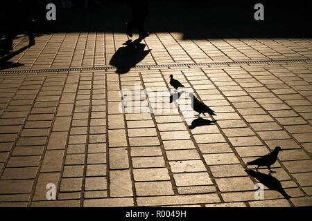 Shadows of some pigeons on cobblestone floor at street Stock Photo