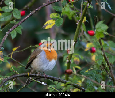 A European Robin chirping in holly bush with red berries Stock Photo