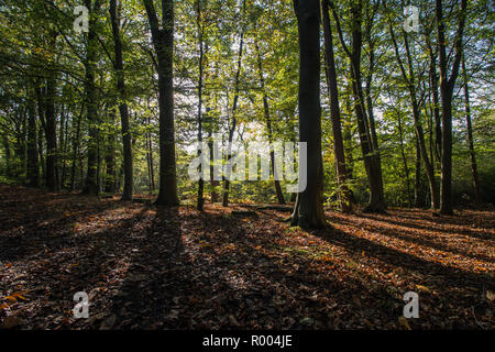 Morning sunlight shining through through trees in a forest during autumn Stock Photo