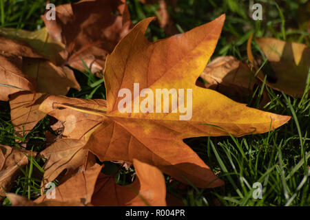 a close up of Brown Autumn leaves on the forest floor Stock Photo