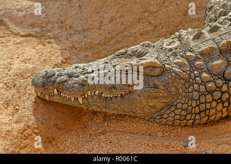 Nile crocodile at Croco Park, Agadir, Souss-Massa Province, Morocco. Stock Photo