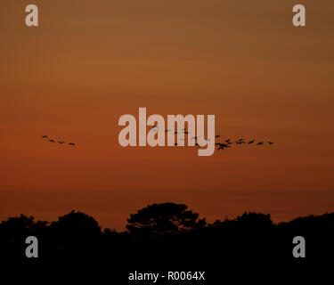 the silhouette of a flock of birds in flight at sunset Stock Photo
