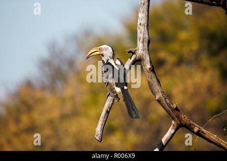 Southern Yellow-billed Hornbill (tockus flavirostris) In The Wild Stock Photo