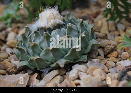 obregonia denegrii, artichoke cactus, peyotl, cultivated ornamental cactus and succulent desert plant growing in an arid environment. Stock Photo