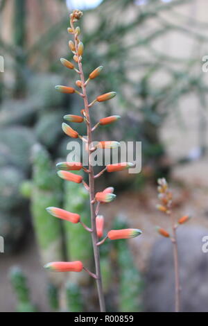 Cultivated ornamental Aloe Vera Gasteraloe plant, gastrolea, or Aloe Gasteria flower succulent desert plant growing in an arid environment. Stock Photo
