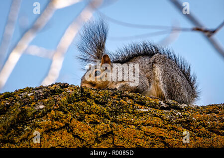 Gray squirrel resting on a black walnut branch. Spokane, Washington, USA Stock Photo