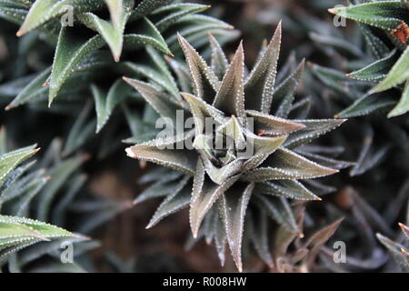 Astroloba cultivated ornamental cactus and succulent desert plant growing in an arid environment. Stock Photo