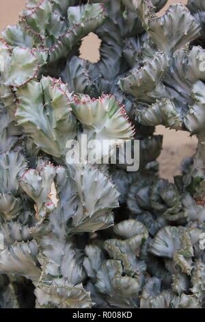 Euphorbia lactea forma cristata, elkhorn created and undulating desert plant growing in the desert garden. Stock Photo