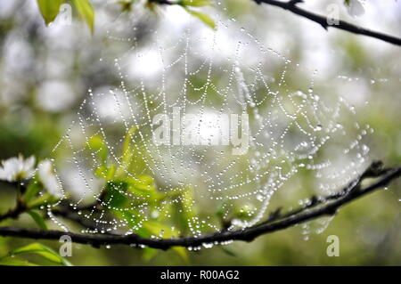 the dew spiderweb Stock Photo