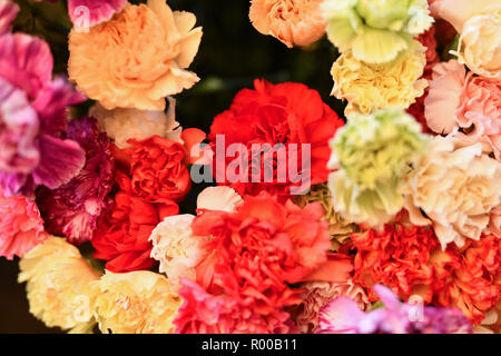 Pink and yellow carnations *** Local Caption *** Stock Photo