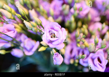 Bluebell Gentian