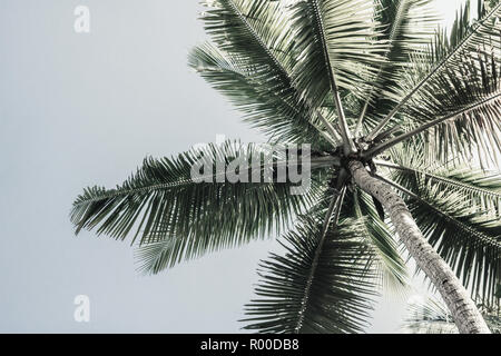 Image of palm trees low angle view on the tropical coast, retro style toned. Fashion, travel, summer, vacation and a tropical beach. Stock Photo