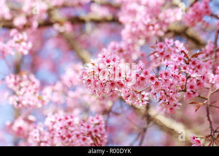 Wild Himalayan Cherry Blossoms in spring season, Prunus cerasoides