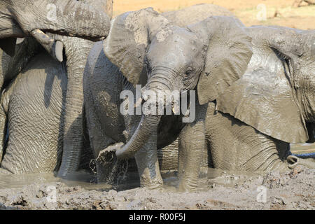 African Elephant Loxodonta africana calf wallowing in mudbath with herd at Sable dam Kruger National Park South Africa