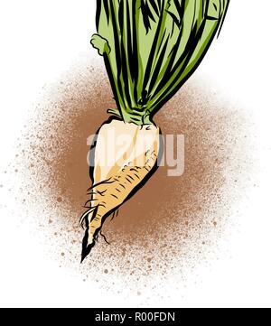 Hand drawn illustration of sugar beet. Vector food drawing. Stock Vector